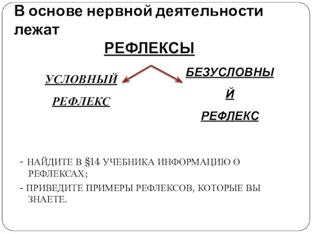 В основе нервной деятельности лежат РЕФЛЕКСЫ - НАЙДИТЕ В §14