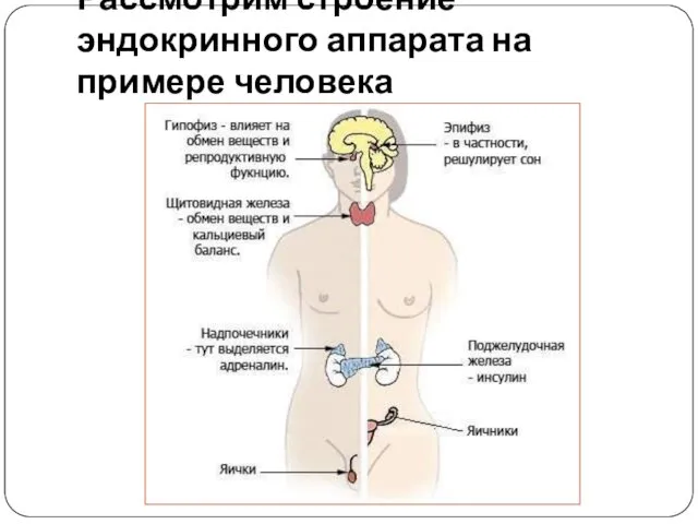 Рассмотрим строение эндокринного аппарата на примере человека