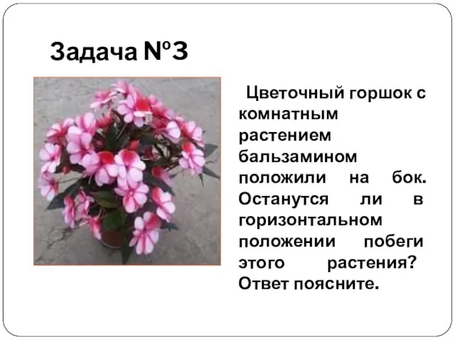 Задача №3 Цветочный горшок с комнатным растением бальзамином положили на