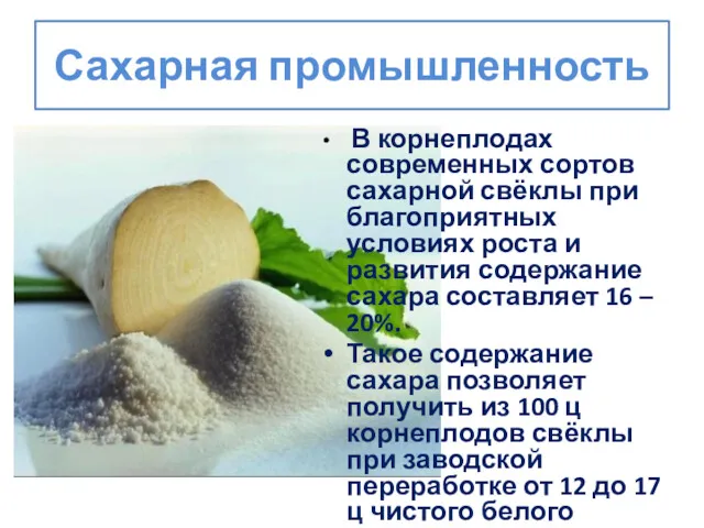 Сахарная промышленность В корнеплодах современных сортов сахарной свёклы при благоприятных условиях роста и