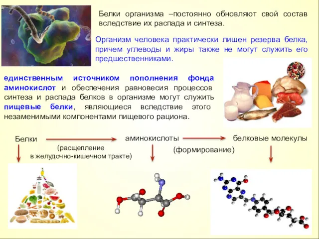 Белки организма –постоянно обновляют свой состав вследствие их распада и