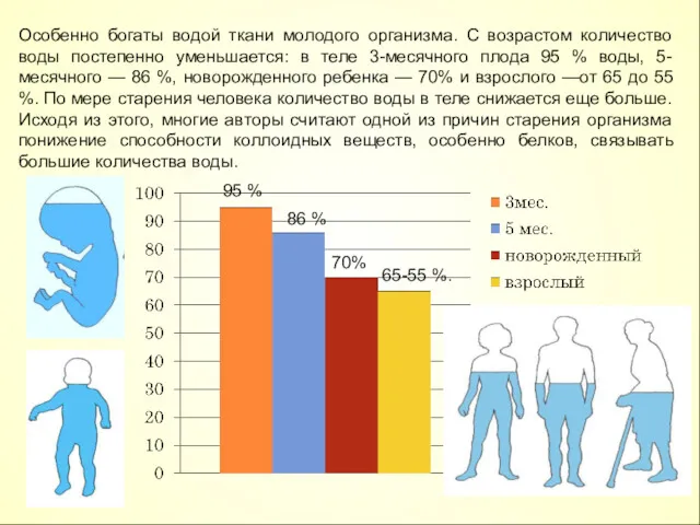 Особенно богаты водой ткани молодого организма. С возрастом количество воды