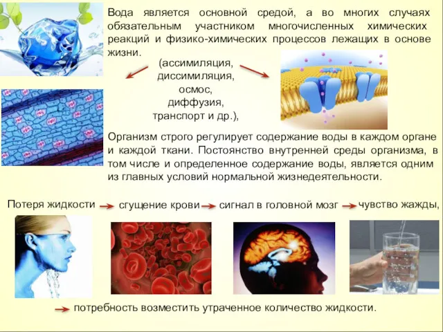 Вода является основной средой, а во многих случаях обязательным участником