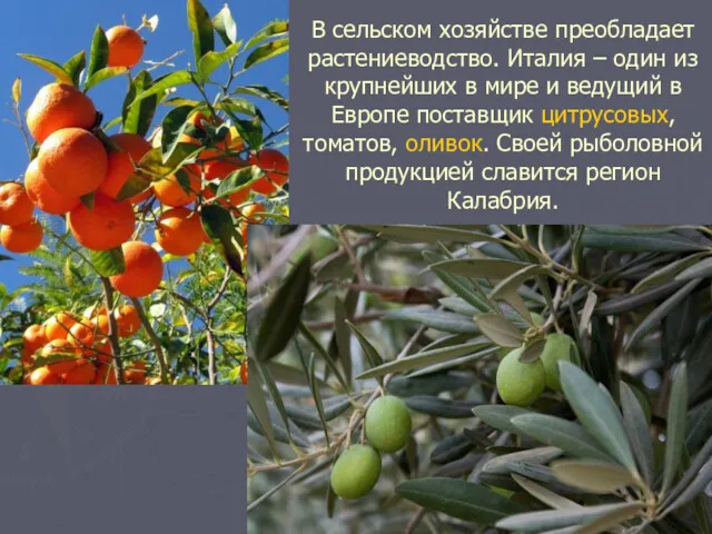 В сельском хозяйстве преобладает растениеводство. Италия – один из крупнейших