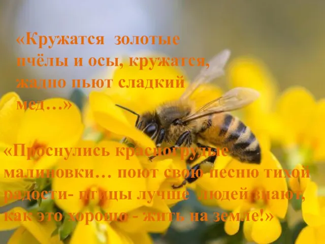 «Кружатся золотые пчёлы и осы, кружатся, жадно пьют сладкий мед…» «Проснулись красногрудые малиновки…