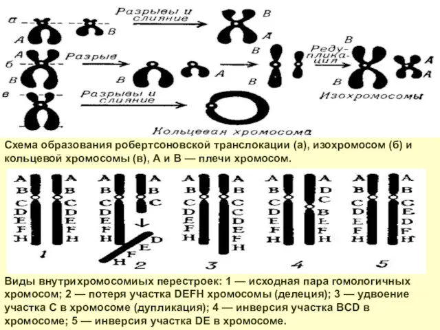 Виды внутрихромосомиых перестроек: 1 — исходная пара гомологичных хромосом; 2