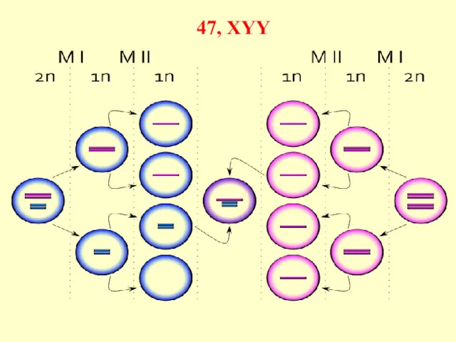 47, XYY