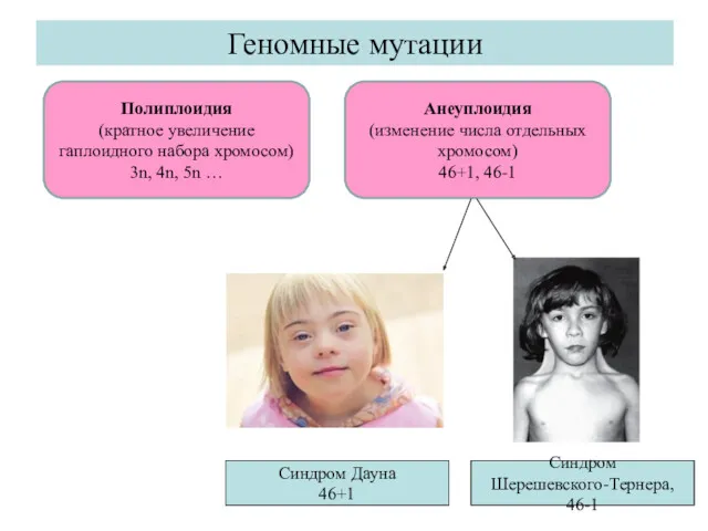 Геномные мутации Полиплоидия (кратное увеличение гаплоидного набора хромосом) 3n, 4n,