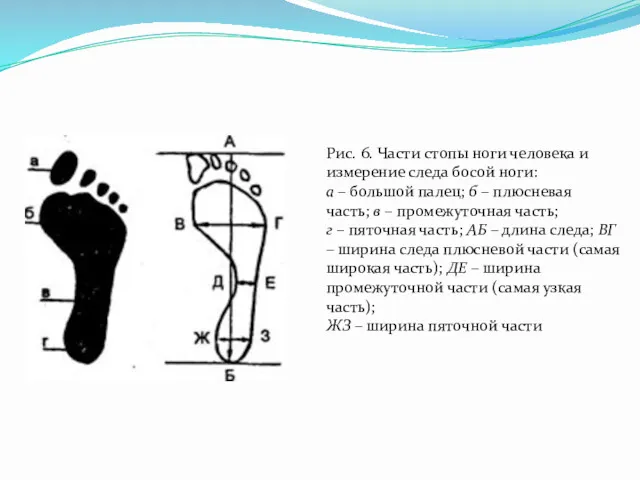 Рис. 6. Части стопы ноги человека и измерение следа босой ноги: а –