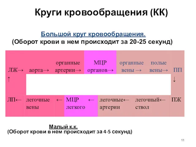 Круги кровообращения (КК) Малый к.к. (Оборот крови в нем происходит