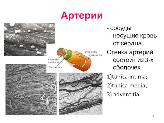 Артерии - сосуды несущие кровь от сердца Стенка артерий состоит