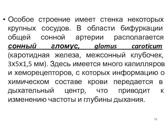 Особое строение имеет стенка некоторых крупных сосудов. В области бифуркации