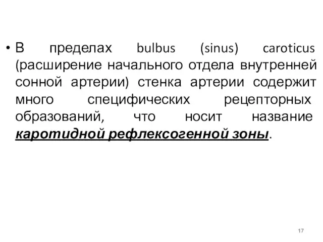 В пределах bulbus (sinus) caroticus (расширение начального отдела внутренней сонной