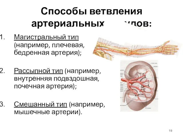 Способы ветвления артериальных сосудов: Магистральный тип (например, плечевая, бедренная артерия);