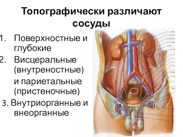 Топографически различают сосуды Поверхностные и глубокие Висцеральные (внутреностные) и париетальные (пристеночные) 3. Внутриорганные и внеорганные