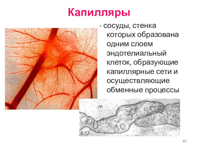 Капилляры - сосуды, стенка которых образована одним слоем эндотелиальный клеток,