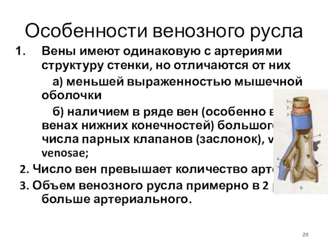 Особенности венозного русла Вены имеют одинаковую с артериями структуру стенки,