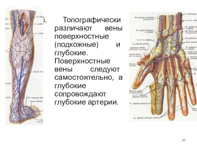 6. Топографически различают вены поверхностные (подкожные) и глубокие. Поверхностные вены