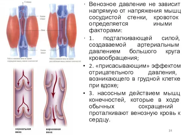 Венозное давление не зависит напрямую от напряжения мышц сосудистой стенки,