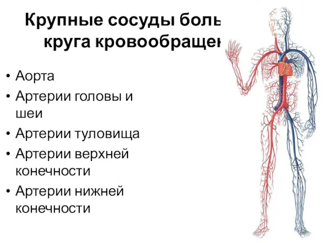 Крупные сосуды большого круга кровообращения Аорта Артерии головы и шеи