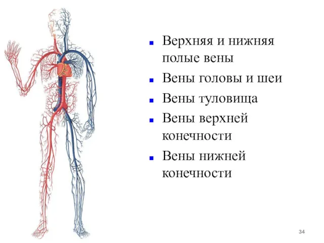 Верхняя и нижняя полые вены Вены головы и шеи Вены