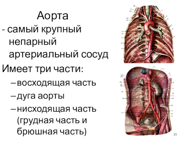 Аорта - самый крупный непарный артериальный сосуд Имеет три части: