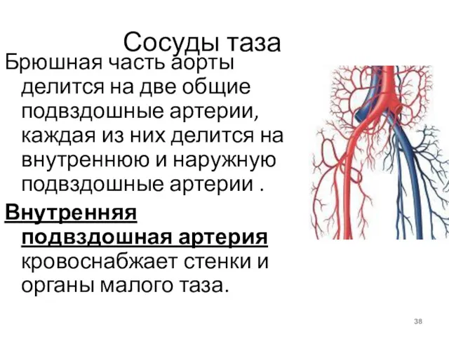 Сосуды таза Брюшная часть аорты делится на две общие подвздошные