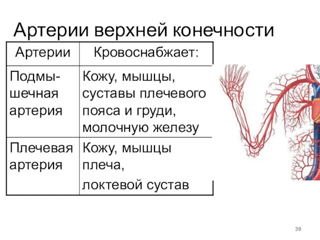 Артерии верхней конечности