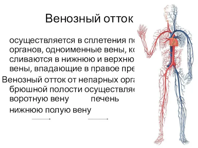 Венозный отток осуществляется в сплетения полых органов, одноименные вены, которые