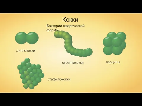 Кокки диплококки стрептококки сарцины стафилококки Бактерии сферической формы.