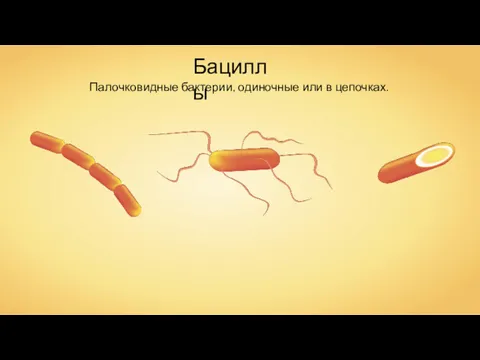 Бациллы Палочковидные бактерии, одиночные или в цепочках.
