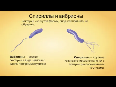 Спириллы и вибрионы Бактерии изогнутой формы, спор, как правило, не