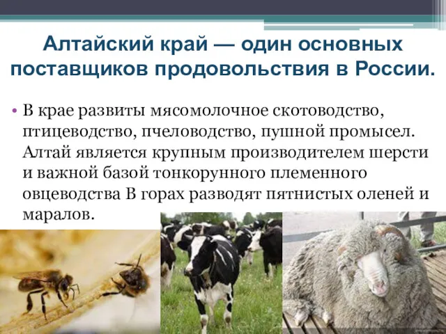 Алтайский край — один основных поставщиков продовольствия в России. В