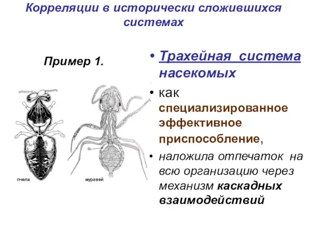 Корреляции в исторически сложившихся системах Трахейная система насекомых как специализированное