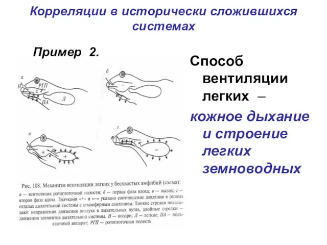 Корреляции в исторически сложившихся системах . Способ вентиляции легких –