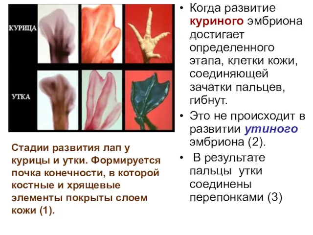 Когда развитие куриного эмбриона достигает определенного этапа, клетки кожи, соединяющей