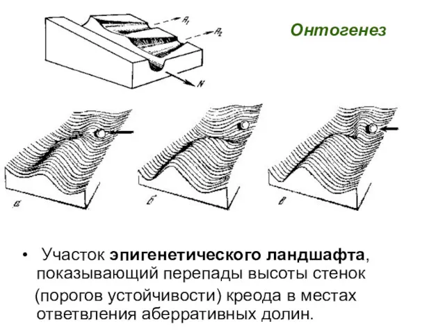 Участок эпигенетического ландшафта, показывающий перепады высоты стенок (порогов устойчивости) креода в местах ответвления аберративных долин. Онтогенез