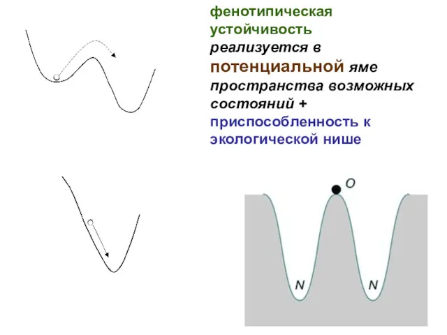 фенотипическая устойчивость реализуется в потенциальной яме пространства возможных состояний + приспособленность к экологической нише