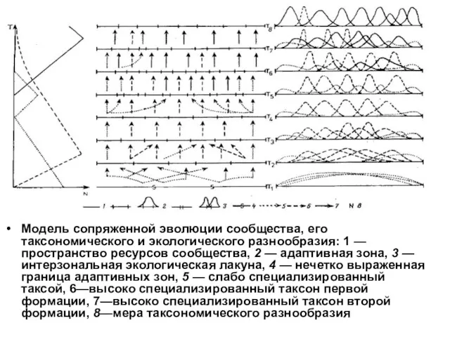 Модель сопряженной эволюции сообщества, его таксономического и экологического разнообразия: 1