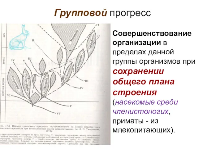 Групповой прогресс Совершенствование организации в пределах данной группы организмов при