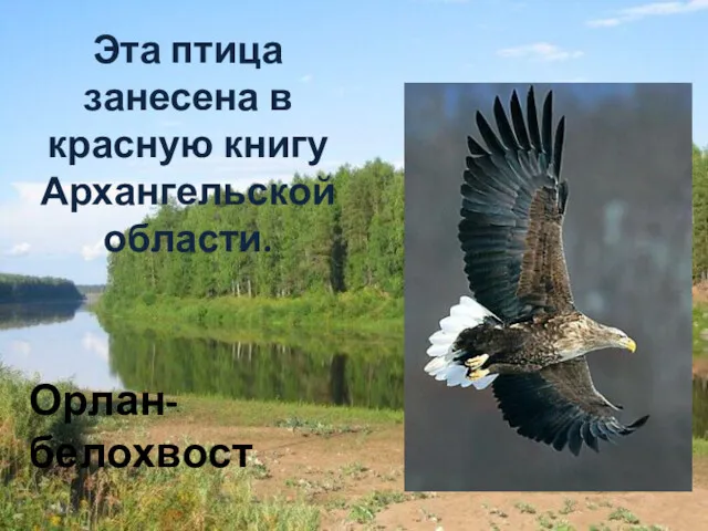 Эта птица занесена в красную книгу Архангельской области. Орлан-белохвост