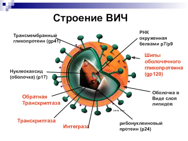 Оболочка в Виде слоя липидов Обратная Транскриптаза РНК окруженная белками