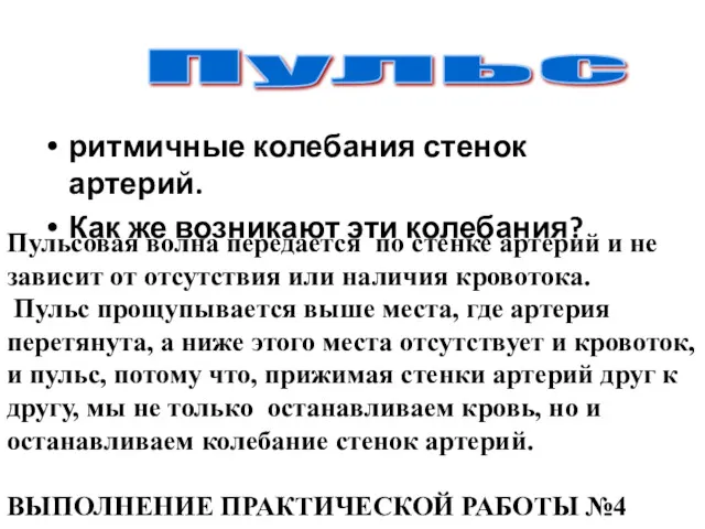 ритмичные колебания стенок артерий. Как же возникают эти колебания? Пульс