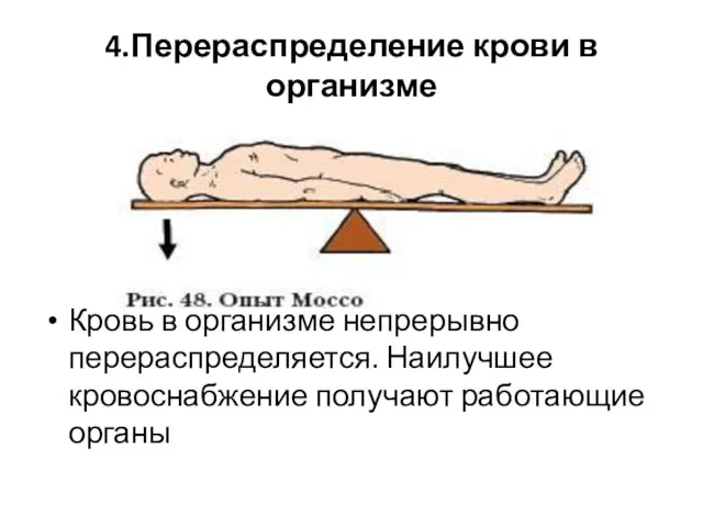 4.Перераспределение крови в организме Кровь в организме непрерывно перераспределяется. Наилучшее кровоснабжение получают работающие органы