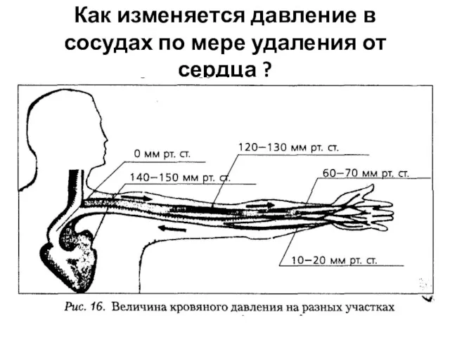 Как изменяется давление в сосудах по мере удаления от сердца ?