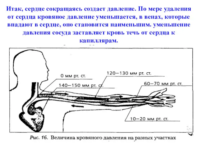 Итак, сердце сокращаясь создает давление. По мере удаления от сердца