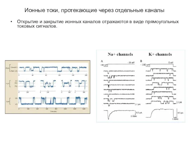 Ионные токи, протекающие через отдельные каналы Открытие и закрытие ионных