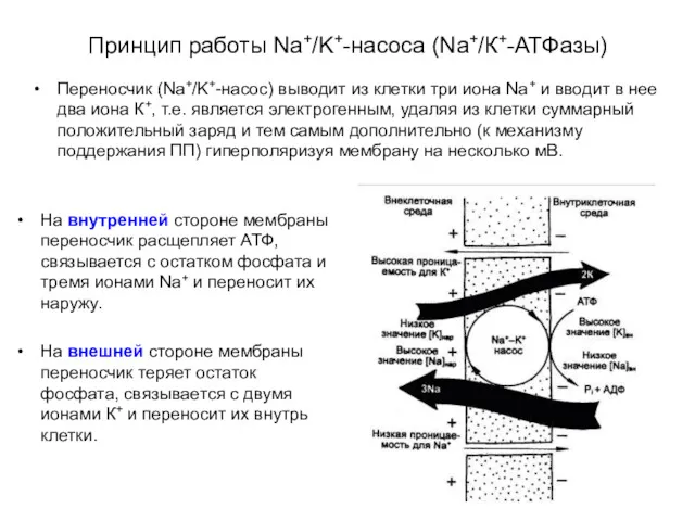 Принцип работы Na+/K+-насоса (Na+/К+-АТФазы) Переносчик (Na+/K+-насос) выводит из клетки три