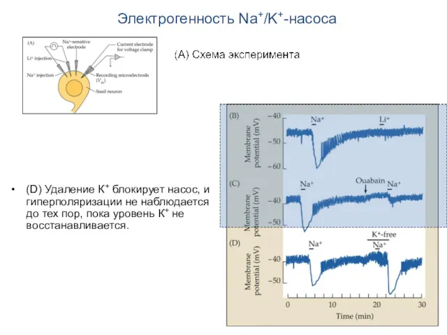 Электрогенность Na+/K+-насоса (D) Удаление К+ блокирует насос, и гиперполяризации не