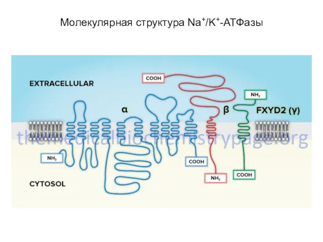 Молекулярная структура Na+/K+-АТФазы